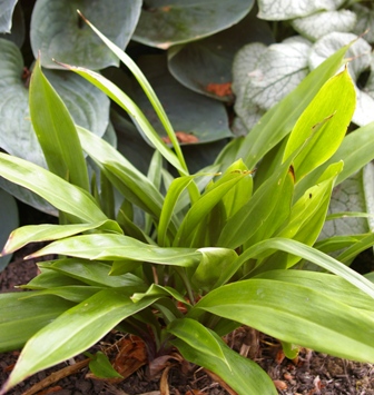 Speirantha convallarioides