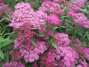 Spiraea 'Dart's Red'