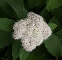 Spiraea fritschiana