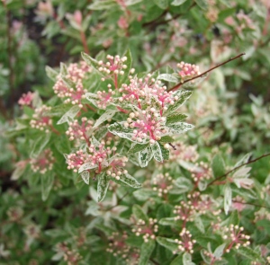 Spiraea vanhouttei 'Pink Ice'