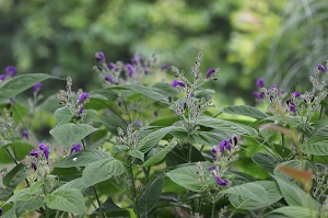 Strobilanthes atropupureus