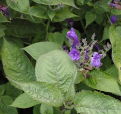 Strobilanthes atropupureus
