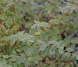 Symphoricarpos orbiculatus 'Foliis Variegatis'