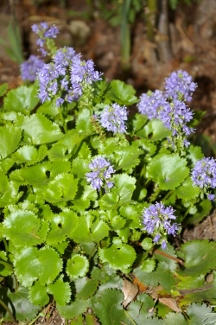 Synthyris missurica ssp. stellata