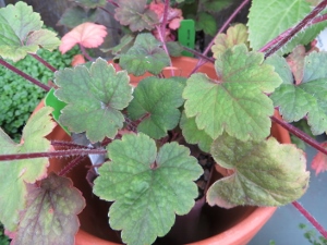 Tellima grandiflora 'Red'