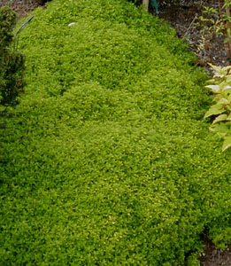 Thymus citriodorus 'Aureus'