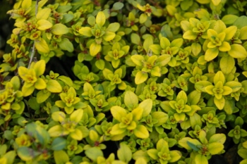 Thymus 'Doone Valley'