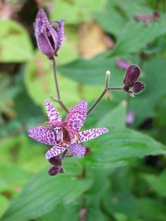 Tricyrtis formosana var. stolonifera