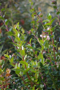 Vaccinium ovatum