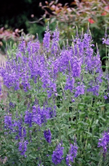 Veronica austriaca ssp. teucrium