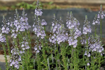 Veronica gentianoides