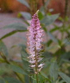 Veronicastrum virginicum 'Erica'