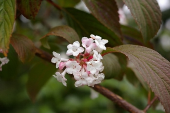 Viburnum bodnantense 'Dawn'