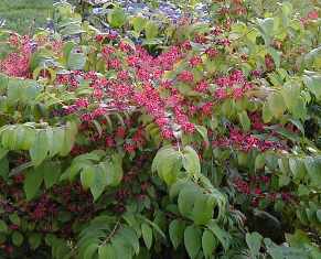 Viburnum plicatum 'Shasta'