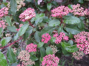 Viburnum tinus 'Spring Bouquet'