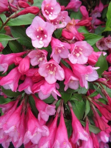 Weigela florida 'Minuet'