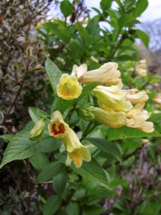 Weigela middendorffiana